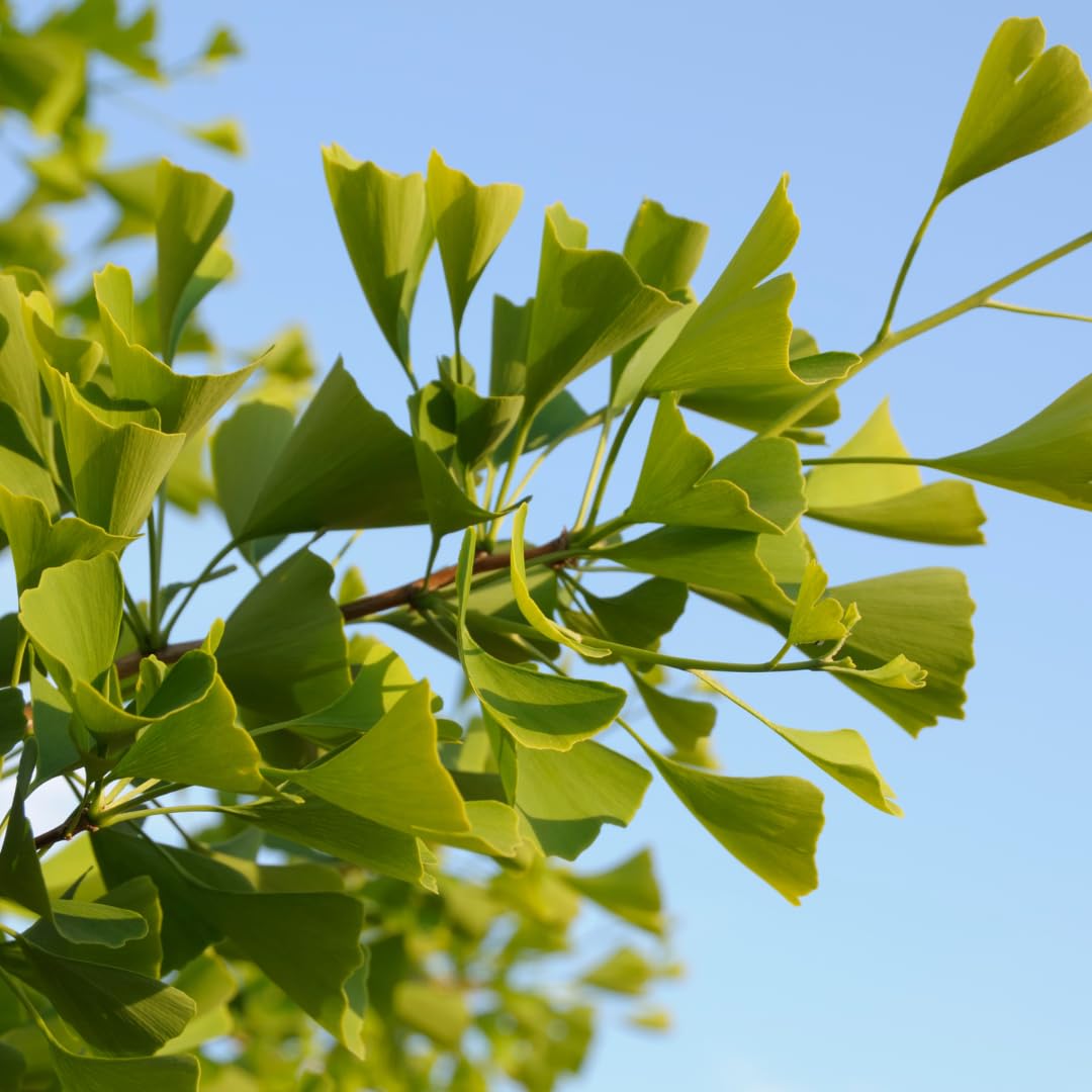 Yellow Ginkgo Tree Live Plant, Ginkgo Tree, 4–6 Inches Tall in Pot, Cold Hardy, Well-Rooted, Ready to Grow for Garden Planting