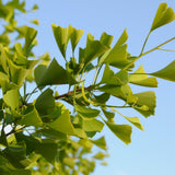 Yellow Ginkgo Tree Live Plant, Ginkgo Tree, 4–6 Inches Tall in Pot, Cold Hardy, Well-Rooted, Ready to Grow for Garden Planting