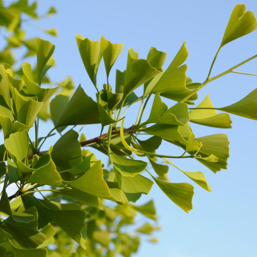 Yellow Ginkgo Tree Live Plant, Ginkgo Tree, 4–6 Inches Tall in Pot, Cold Hardy, Well-Rooted, Ready to Grow for Garden Planting