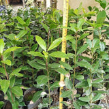 Live Bay Leaf Tree, Laurus Nobilis Plant, 5-9" Sweet Bay Live Plant No Pot, Well-Rooted