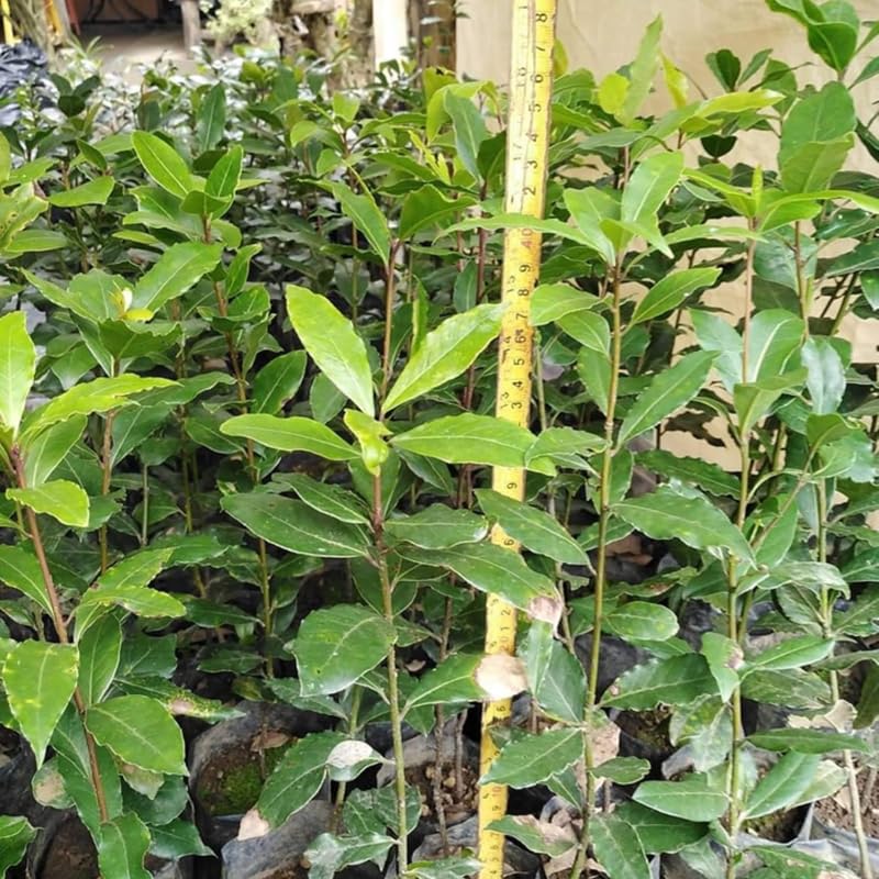 Live Bay Leaf Tree, Laurus Nobilis Plant, 5-9" Sweet Bay Live Plant No Pot, Well-Rooted