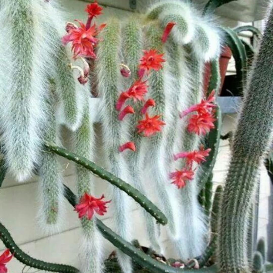 Trailing Monkey Tail Cactus Live Plant, Monkeys Tails Cactus for Hanging Basket, Size Starter in 2" Pot, Rare Succulent for Planting
