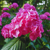 Pink Hydrangea Plant Live, Hydrangea Tree Live Plant Outdoors, 5 to 7 Inches Tall, Shrub Bush Plant