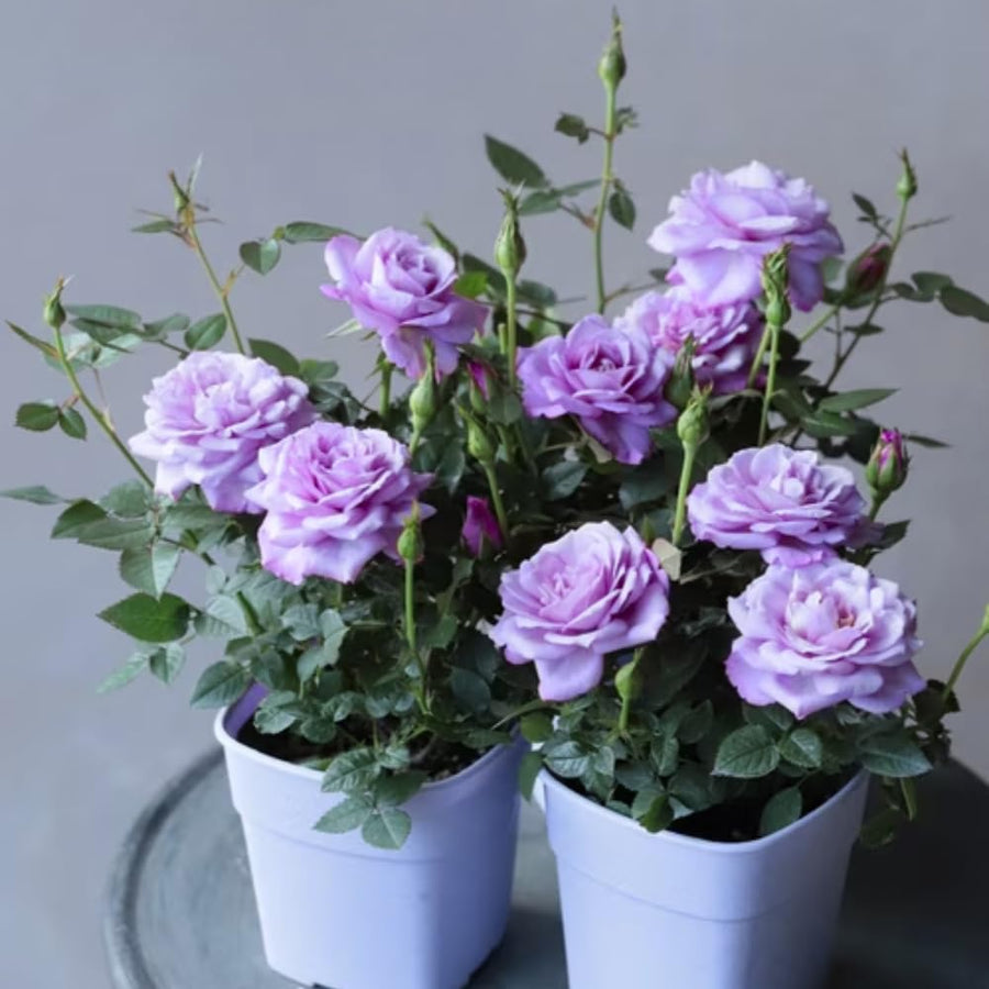 Miniature Rose Plant, Live 3.5” Potted Rose, Compact, Colorful Flowering Rose Bush for Indoor Outdoor Gardens (Purple)