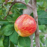 Honey Crisp Apple Tree Live Plant, Apple Plant Live for Planting, Bareroot 2-3 Feet Tall, Apple Fruit Tree Ready to Grow Your Garden