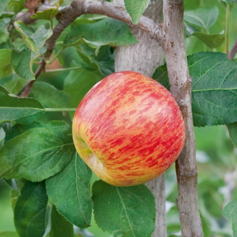 Honey Crisp Apple Tree Live Plant, Apple Plant Live for Planting, Bareroot 2-3 Feet Tall, Apple Fruit Tree Ready to Grow Your Garden