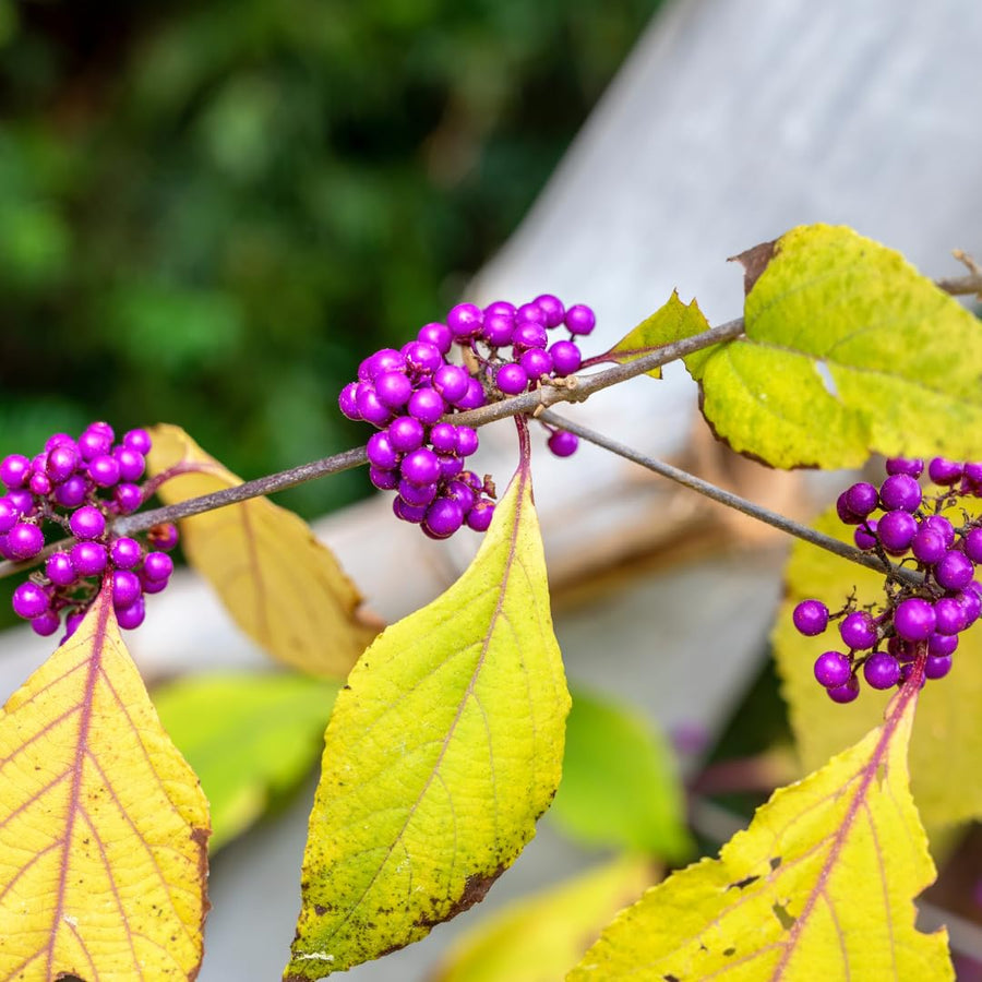 Set of 2 American Beautyberry Trees Live Plants, 16+ Inches Tall, 2–3 Years Old, Outdoor Beautyberry Shrubs for Garden Planting, No Pot