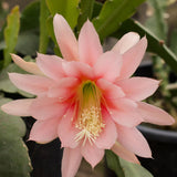 2 Salmon Epiphyllum Orchid Cactus Live Plants, 6-8" in Tall Succulent for Indoor Outdoor Home Decor, Cold Hardy, Spring Planting