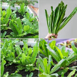 500 Culantro Seeds for Planting Indoor Outdoor, Culantro Herb Seeds for Outdoor Herb Gardens