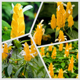 Yellow Shrimp Plants Live, Seedlings Justica Brandegeana Tree Bush, 5-9 Inches Tall