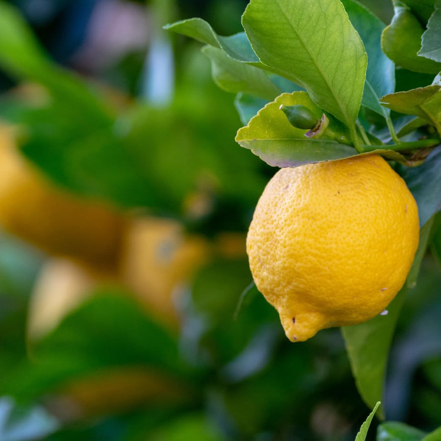 Live Lemon Tree Plant, Tropical Lemon Fruit, Dwarf Citrus Tree, 2-3 Inch Tall, Ready for Planting