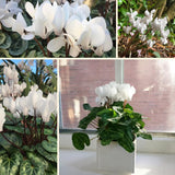 Cyclamen Plant Live, Hardy Flowering Plant with Vibrant Bloom, 5-7 Inches Pot, Outdoor Indoor Houseplant (White Cyclamen)