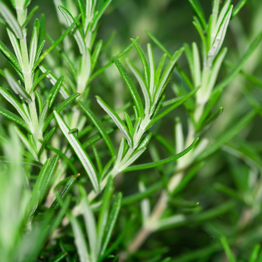 200 Rosemary Seeds, Herb Seeds for Planting in Garden