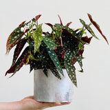 Angel Wing Begonia Live Plant, Polka Dot Begonia Maculata Plants, 4-7" Starter Indoor Outdoor Houseplant Décor, Air-Purifying and Easy Care, Spotted Begonia with White Flowers