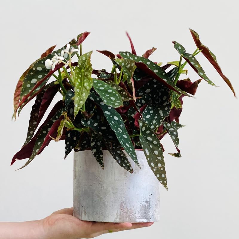 Angel Wing Begonia Live Plant, Polka Dot Begonia Maculata Plants, 4-7" Starter Indoor Outdoor Houseplant Décor, Air-Purifying and Easy Care, Spotted Begonia with White Flowers