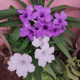 Pack 2 Mexican Petunias Live Plants, Mixed Colors Petunias Plant 4-8" Tall, 3 Plants Per 4" Pot, Vibrant Flowers for Outdoor Gardens