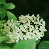 Black Elderberry Plant Live in 4" Pot, Elderberry Bushes, Well Rooted from 4 to 6 Inches Tall, Edible Berry Bush for Outdoor Planting
