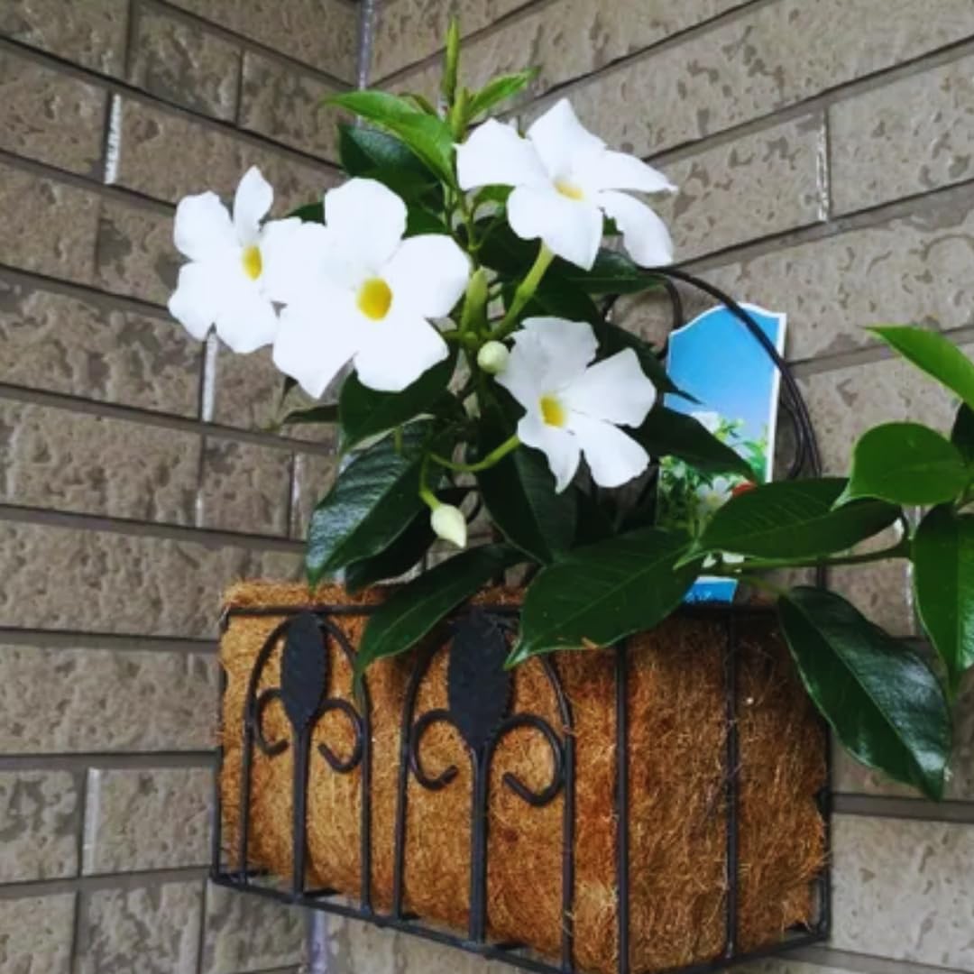 White Mandevilla Live Plants Vine, Set 2 Plants, Live Mandevilla Flower Plants Gardening, No Pot, Size Plant 5 to 7 Inc