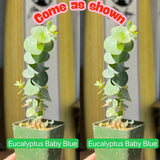 Baby Blue Eucalyptus Tree Live Plant in 2.5" Pot, Cold Hardy, Very Fragrant Foliage, Blue Color, Spring Planting Outdoor