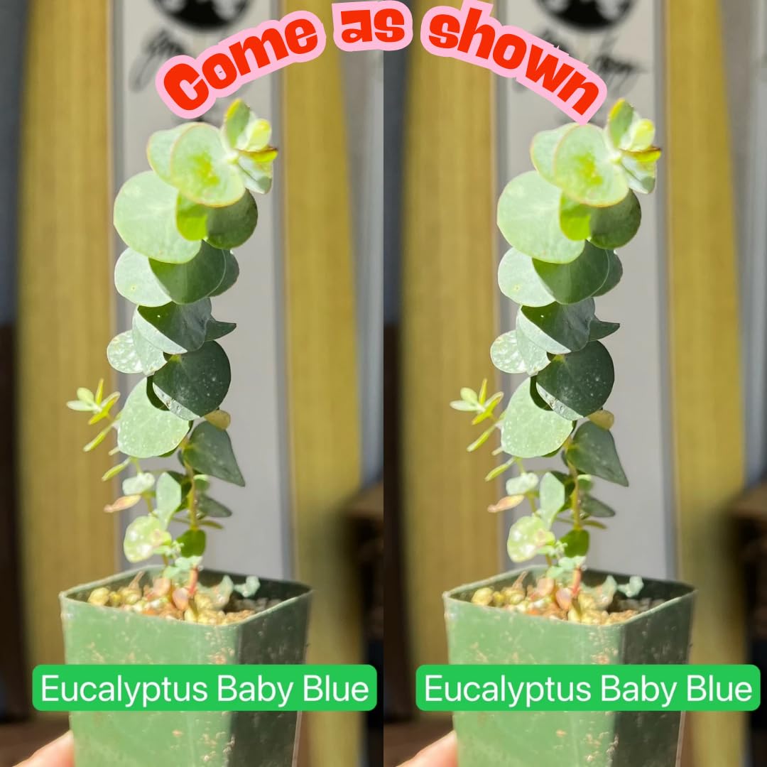 Baby Blue Eucalyptus Tree Live Plant in 2.5" Pot, Cold Hardy, Very Fragrant Foliage, Blue Color, Spring Planting Outdoor
