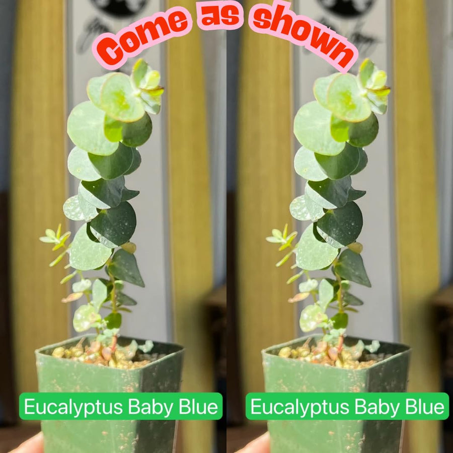 Baby Blue Eucalyptus Tree Live Plant in 2.5" Pot, Cold Hardy, Very Fragrant Foliage, Blue Color, Spring Planting Outdoor