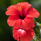 Hibiscus Flower Plant, Hibiscus Plants Live, Tropical Hibiscus Plant, Red Hibiscus, Zone 10 to 12, Size 5 to 7 Inch Tall