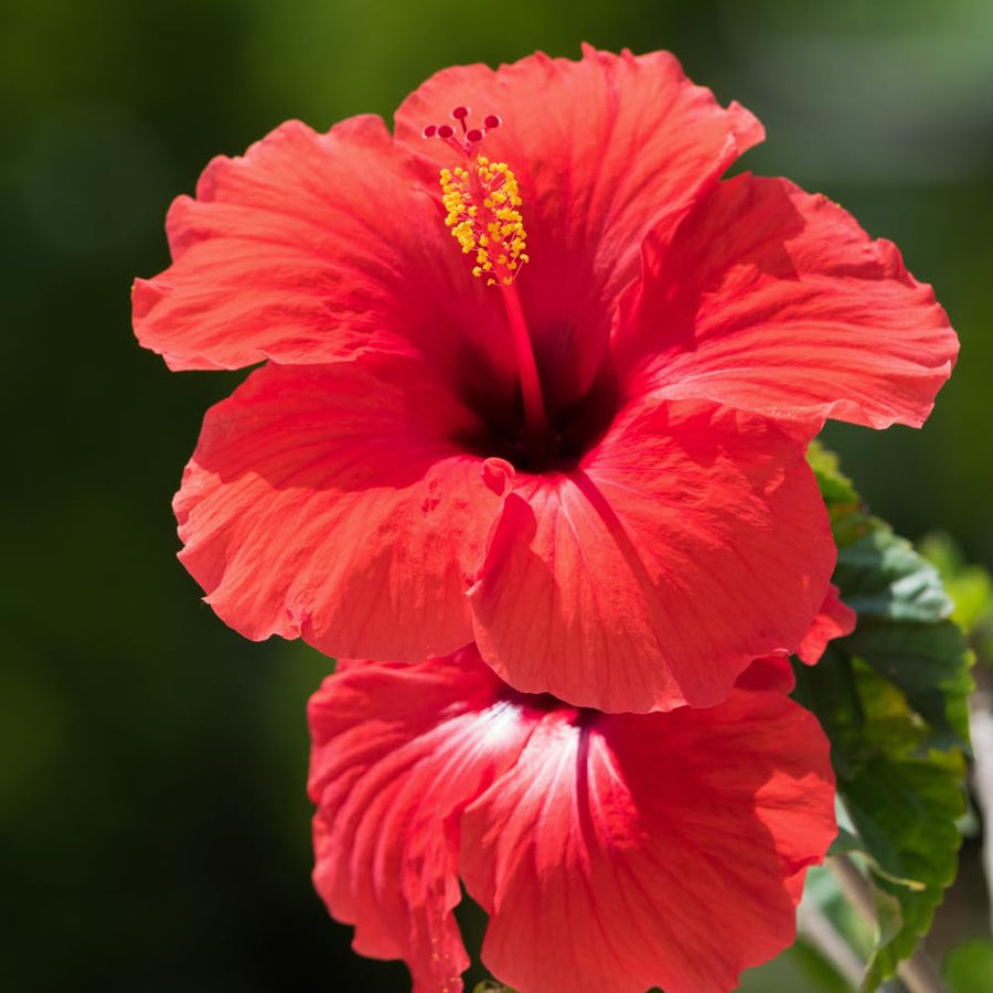 Hibiscus Flower Plant, Hibiscus Plants Live, Tropical Hibiscus Plant, Red Hibiscus, Zone 10 to 12, Size 5 to 7 Inch Tall