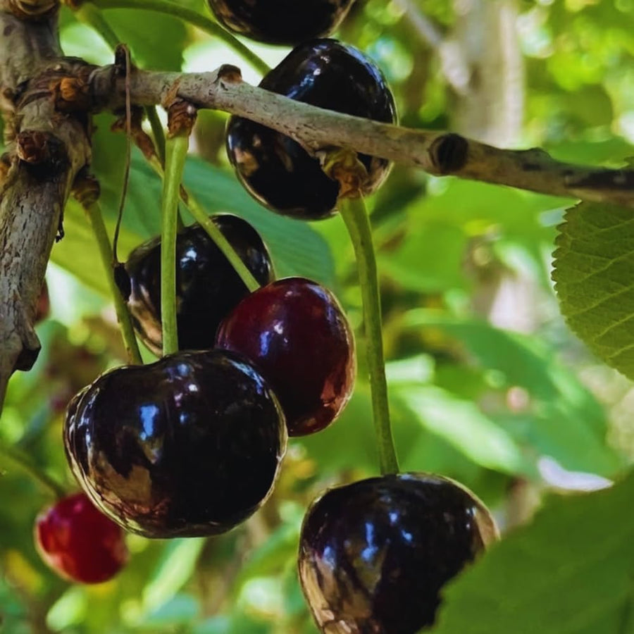 Pack 2 Black Cherry Trees Live Plants, Sweet Cherry Plant Live, Sweet Fruit Tree Plants, Wild Black Cherry Tree from 1 Feet Tall, Easy to Plant