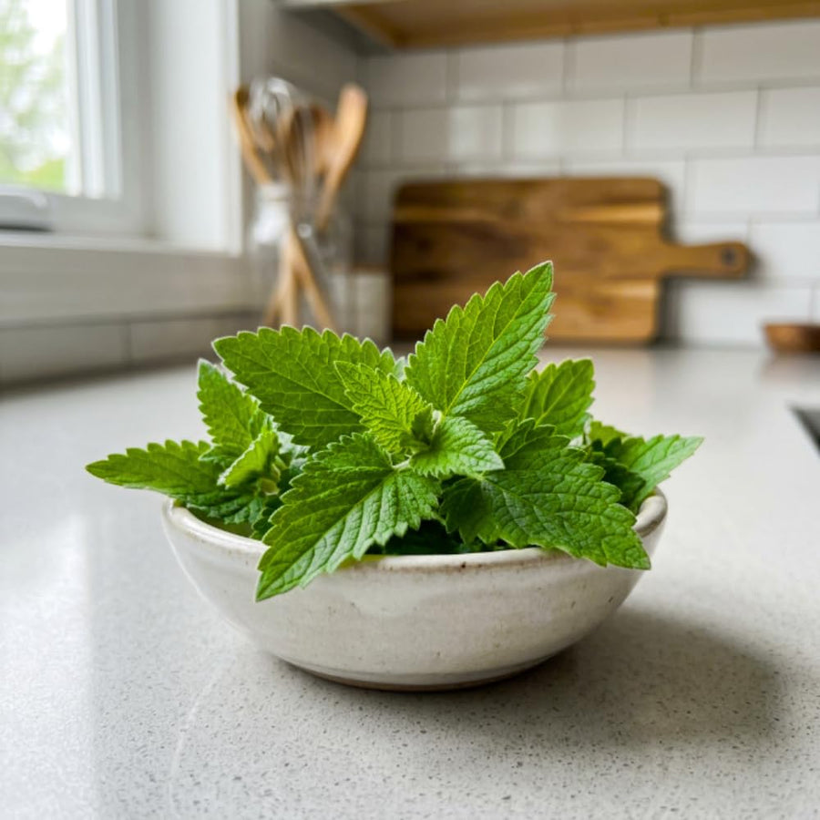 Pack of 4 Catnip Plants Live, Catnip Live Plants, 4-6 Inc Tall, Fragrant Herb Plant for Indoor Outdoor Containers and Herb Gardens