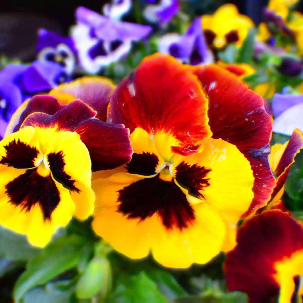2 Pansies Plants Live in 4'' Pot, Live Pansies Live Plants for Containers and Gardens, Well-Rooted, Ideal for Spring and Fall Planting, 3-6 Inches Tall