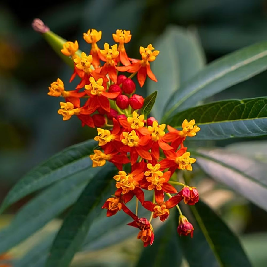 2 Mikweed Live Plants, Asclepias Tuberosa Perennial Flowers Plants, Tropical Butterfly Milkweeds 4-8 Inch for Outdoor Garden (Red)