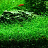 100 Aquarium Grass Seeds for Planting, Freshwater Aquarium Ground Cover Seeds, Fast-Growing Fish Tank Plants, Aquatic Plant Seeds