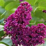 Purple Lilac Live Plant in 4″ Pot, Fragrant Spring Blooms, Hardy Fragrant Lilac Bushes for Outdoor Planting