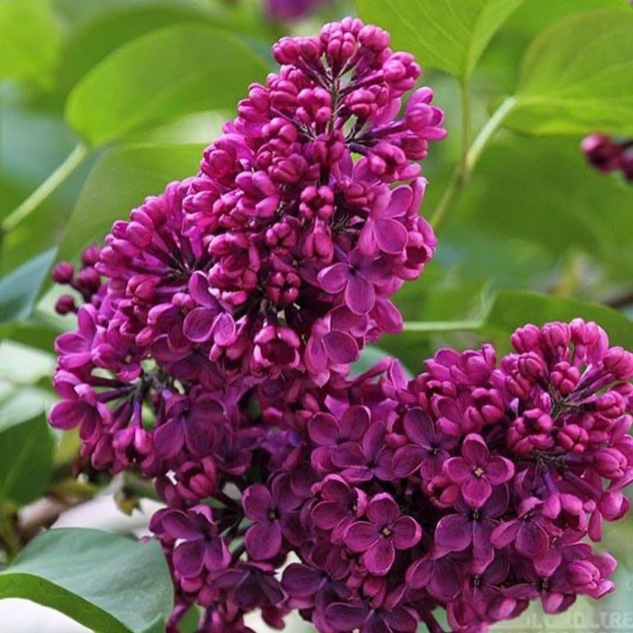 Purple Lilac Live Plant in 4″ Pot, Fragrant Spring Blooms, Hardy Fragrant Lilac Bushes for Outdoor Planting