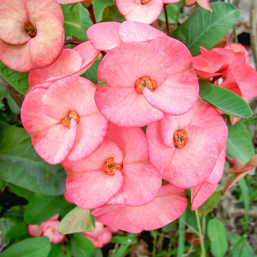 Euphorbia Milii Live Plant, Crown of Thorns Live Plant, Mix Flower Houseplant, 5-8 Inc Tall, Cold Hardy (Light Pink Salmon)