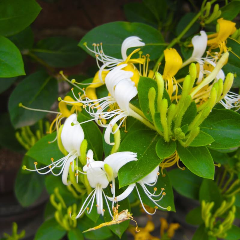 Set of 2 Honeysuckle Vine Live Plants for Trellis, or Fence, 6 Inches Tall, Climbing Flowering Vine Starters for Outdoor Garden, No Pot