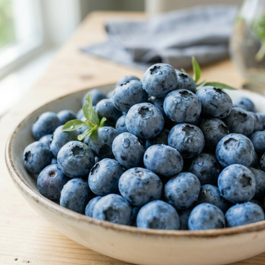Blueberry Plant Live for Planting, Highbush Blueberry Plant, Well Rooted, 6-8 Inc Tall, Berry Shrub for Edible Gardens or Landscapes