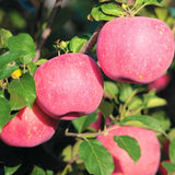 1 Pink Apple Tree Live Plant, Pink Apple Plant Live for Planting, 2-3 Feet Tall, Bareroots, Live Apple Tree Plant, Sweet Apple Fruit Tree