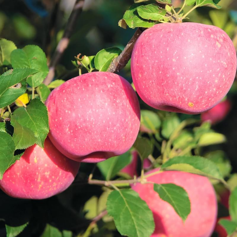 1 Pink Apple Tree Live Plant, Pink Apple Plant Live for Planting, 2-3 Feet Tall, Bareroots, Live Apple Tree Plant, Sweet Apple Fruit Tree