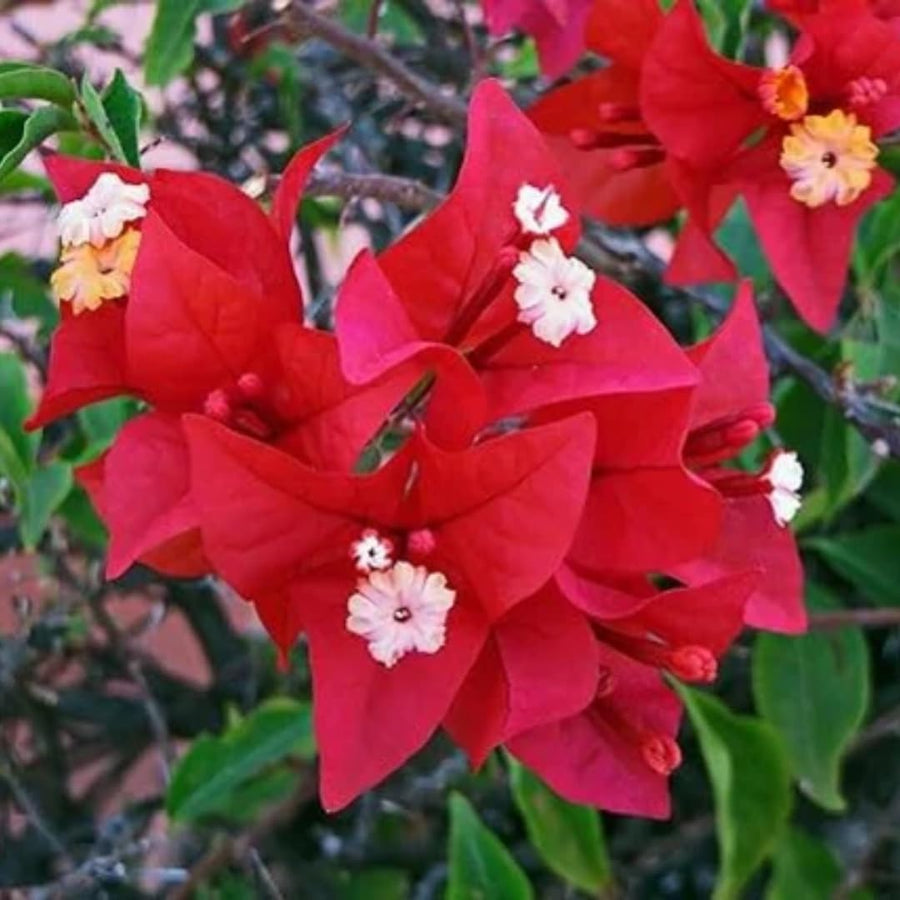 Red Bougainvillea Tree Live Plant, 1 Year Old Ready to Plant Outdoor, Very Hardy