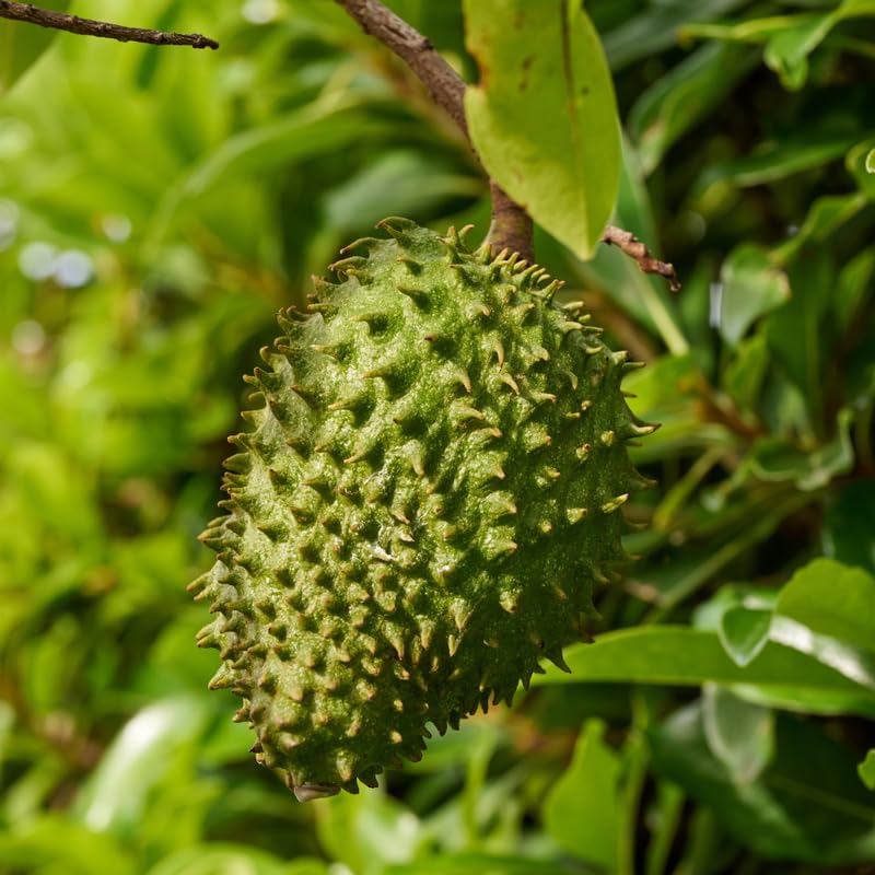 Soursop Tree Live Plant, Tropical Soursop Fruit Tree 8-10 Inch Tall, Annona Muricata Guanabana Seedling, Ready to Grow Outdoor
