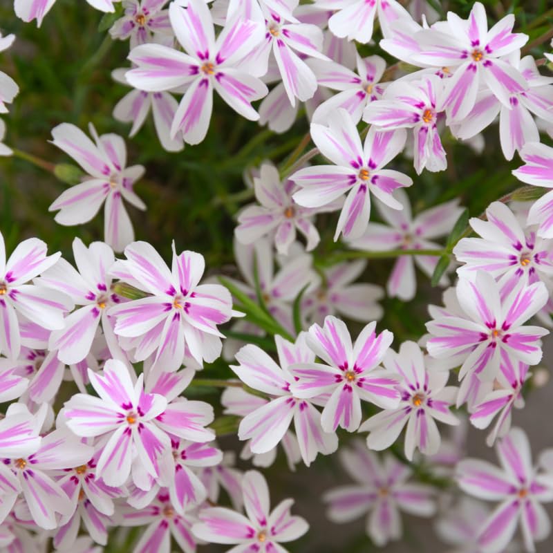 Set 2 White Pink Creeping Phlox Live Plants, Creeping Phlox Plants Perennial, Groundcover Hardy Flower Plants for Growing Outdoor, No Pot, Size 4 Inch Pot