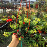 2 Curly Lipstick Plants Live Houseplants, Red Lipstick Vine Plant Live, 4 Inches Pot