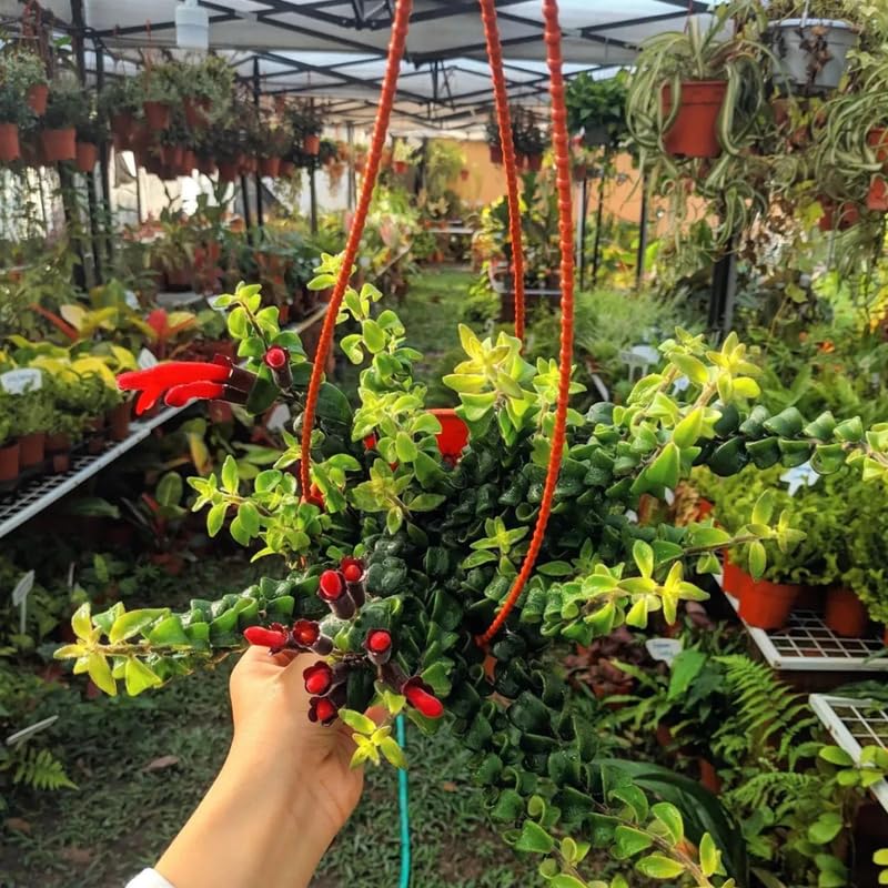 2 Curly Lipstick Plants Live Houseplants, Red Lipstick Vine Plant Live, 4 Inches Pot