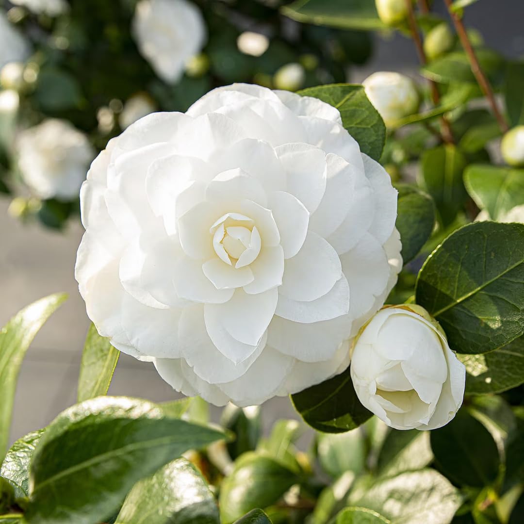 Camellia Plant Live for Outdoor Planting, Camellias Starter in 4'' Pot, Vibrant Ornamental Blooms, 8-12'' Tall (White Camellia)