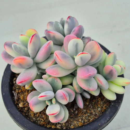 2 Rare Orbiculata Cotyledon Succulent Live Plants 2" Potted, Fast-Growing Trailing Succulent Rare House Plant for Home Office Decoration