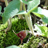 Pack 5 Wild Ginger Plants Live Bareroots, Ginger Live Plants, Ornamental Ginger Flowers