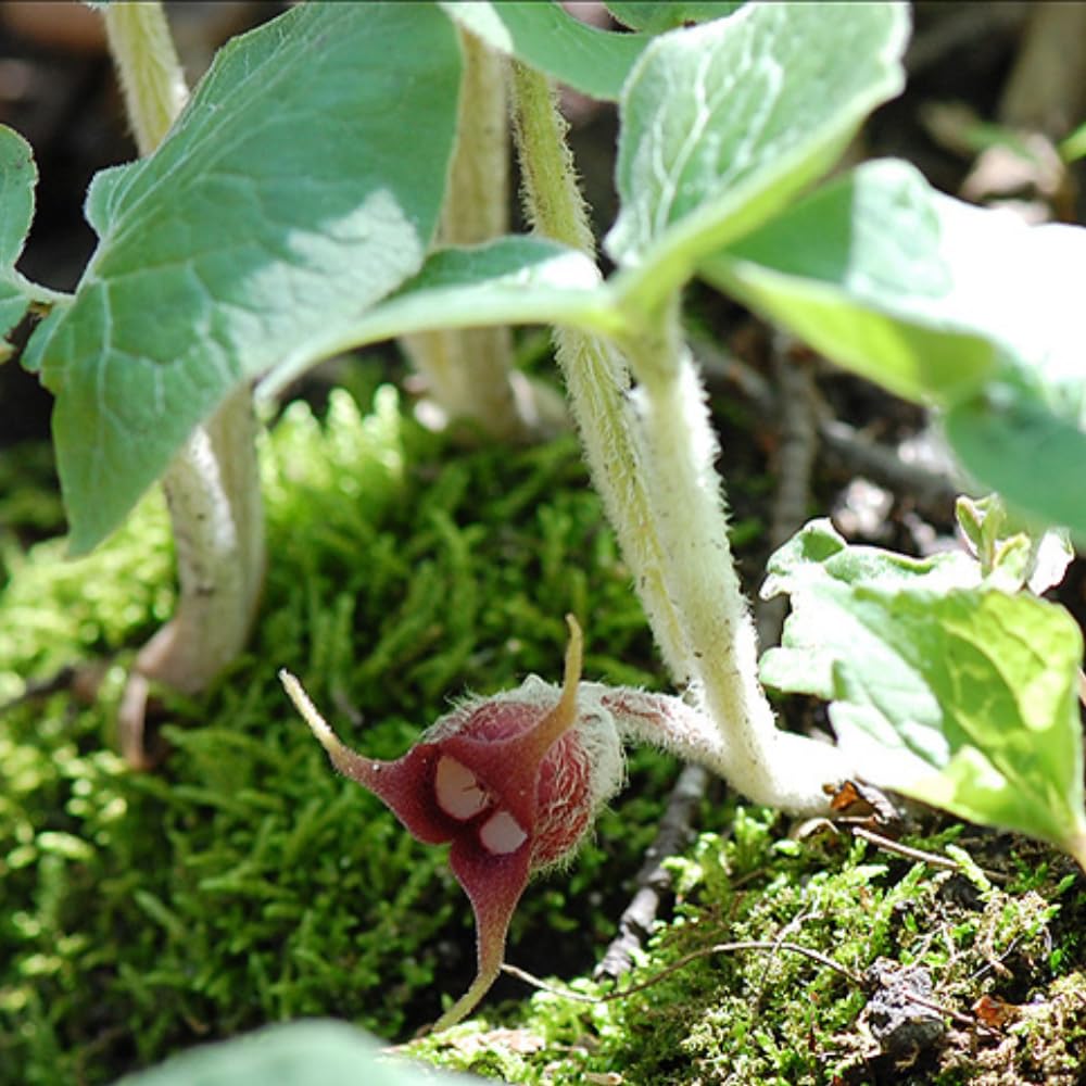 Pack 5 Wild Ginger Plants Live Bareroots, Ginger Live Plants, Ornamental Ginger Flowers