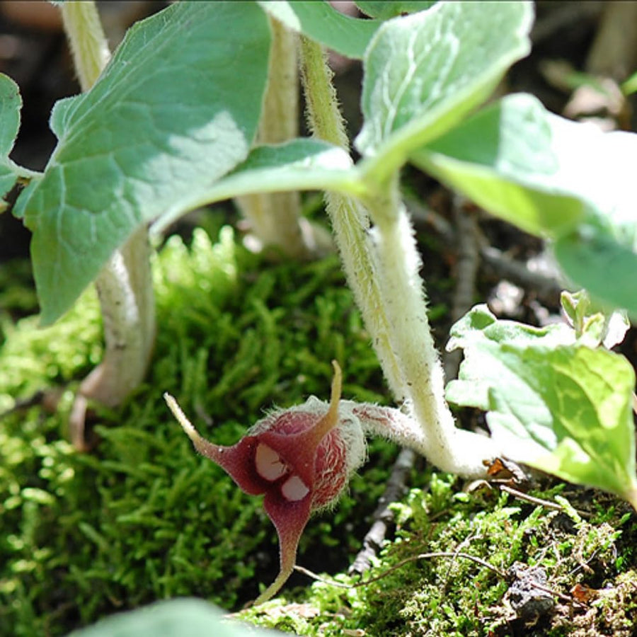 Pack 5 Wild Ginger Plants Live Bareroots, Ginger Live Plants, Ornamental Ginger Flowers