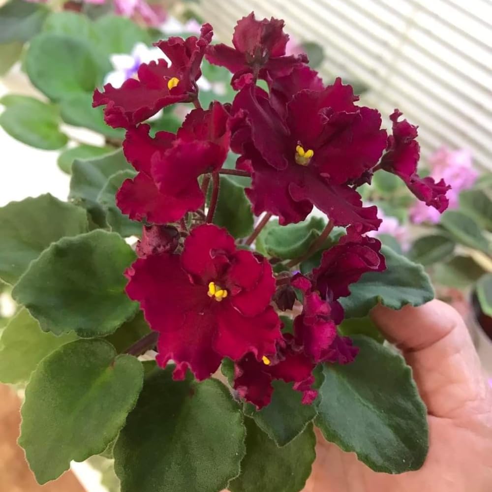 African Violets Live Plants, African Violet Plant Live in 4 Inches Pot, Violets Flowers Houseplant, 4-7 Inches Tall for Home Office Decor (Burgundy Red)